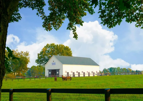 A barn with horses in Lexington, KY.