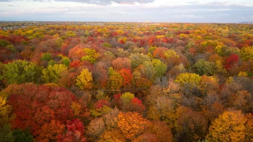 An aerial photo of a Midwest sky and forest in the middle of fall.  